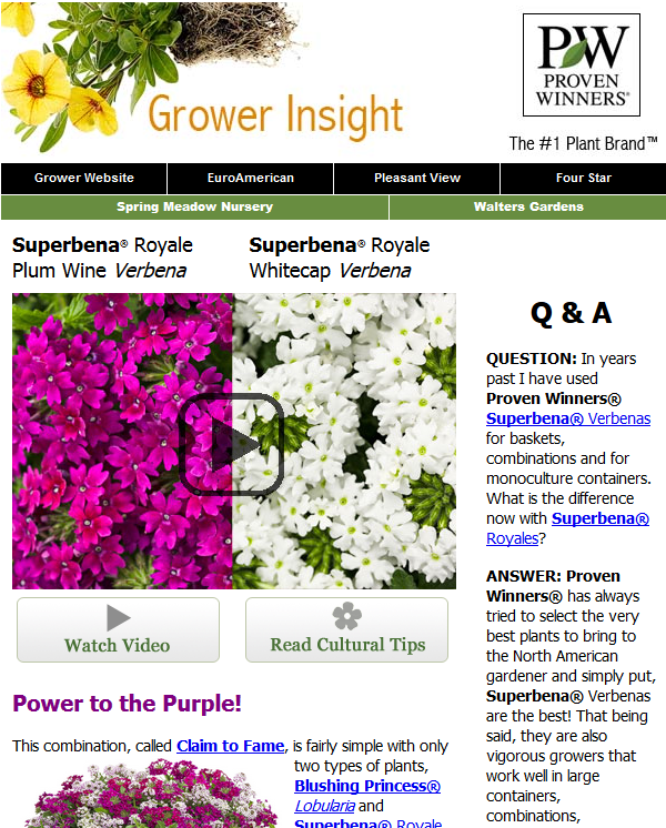 Proven Winners' Superbena Royale video